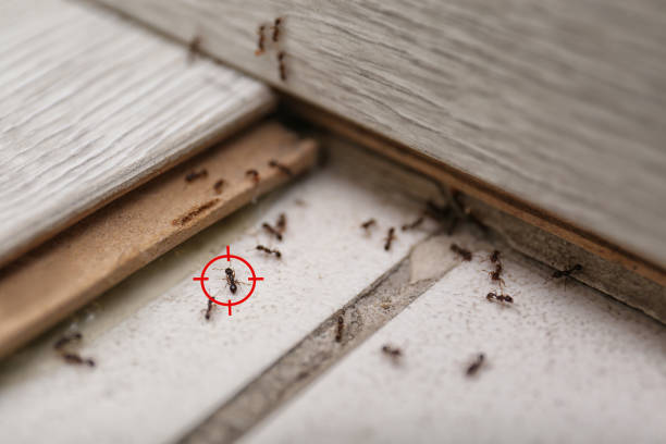 Best Best Pest Control Near Me  in Weleetka, OK