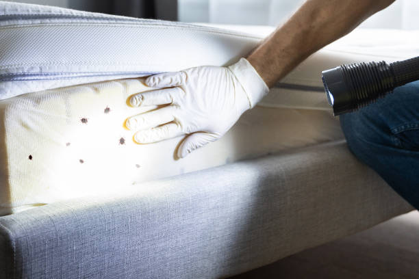 Best Exterminator Services  in Weleetka, OK