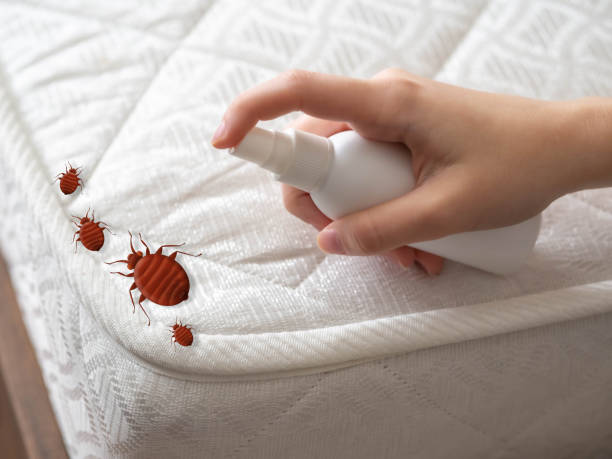 Best Affordable Pest Control Services  in Weleetka, OK