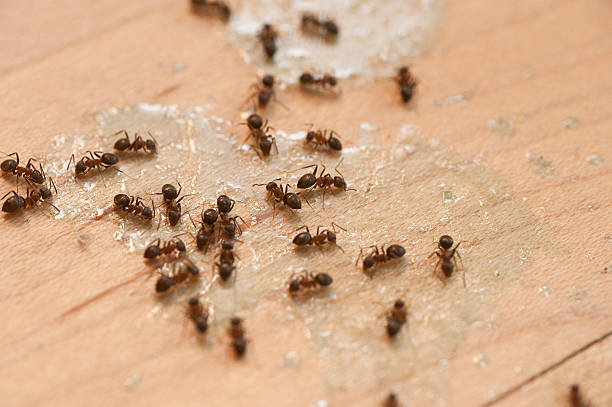 Best Commercial Pest Control Services  in Weleetka, OK