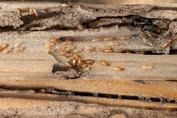 Best Insect Control  in Weleetka, OK